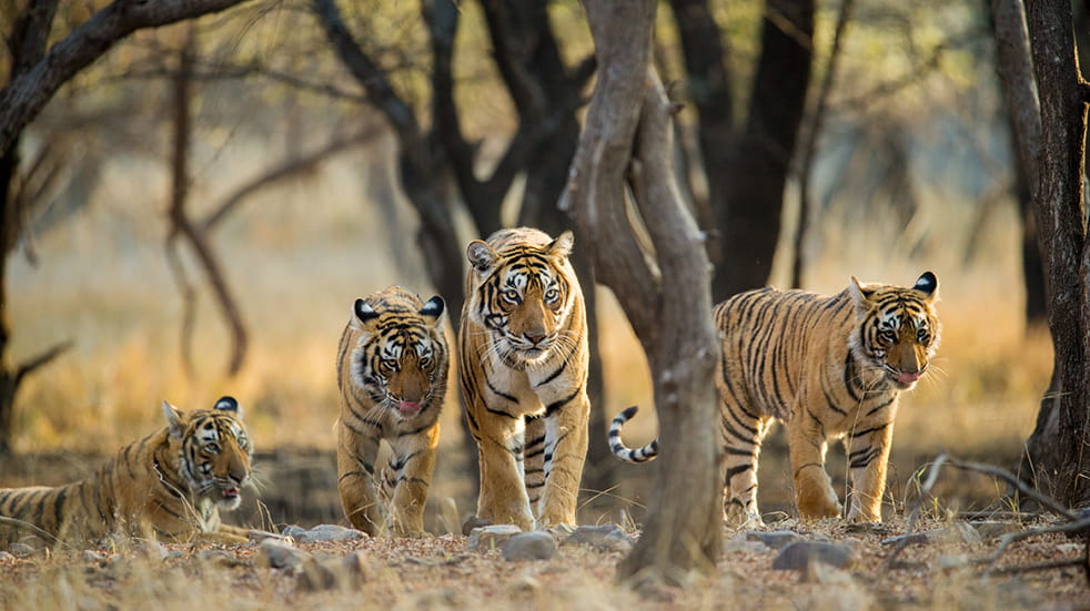Sustainable and eco tourism: tigers in Ranthambore National Park in Rajasthan
